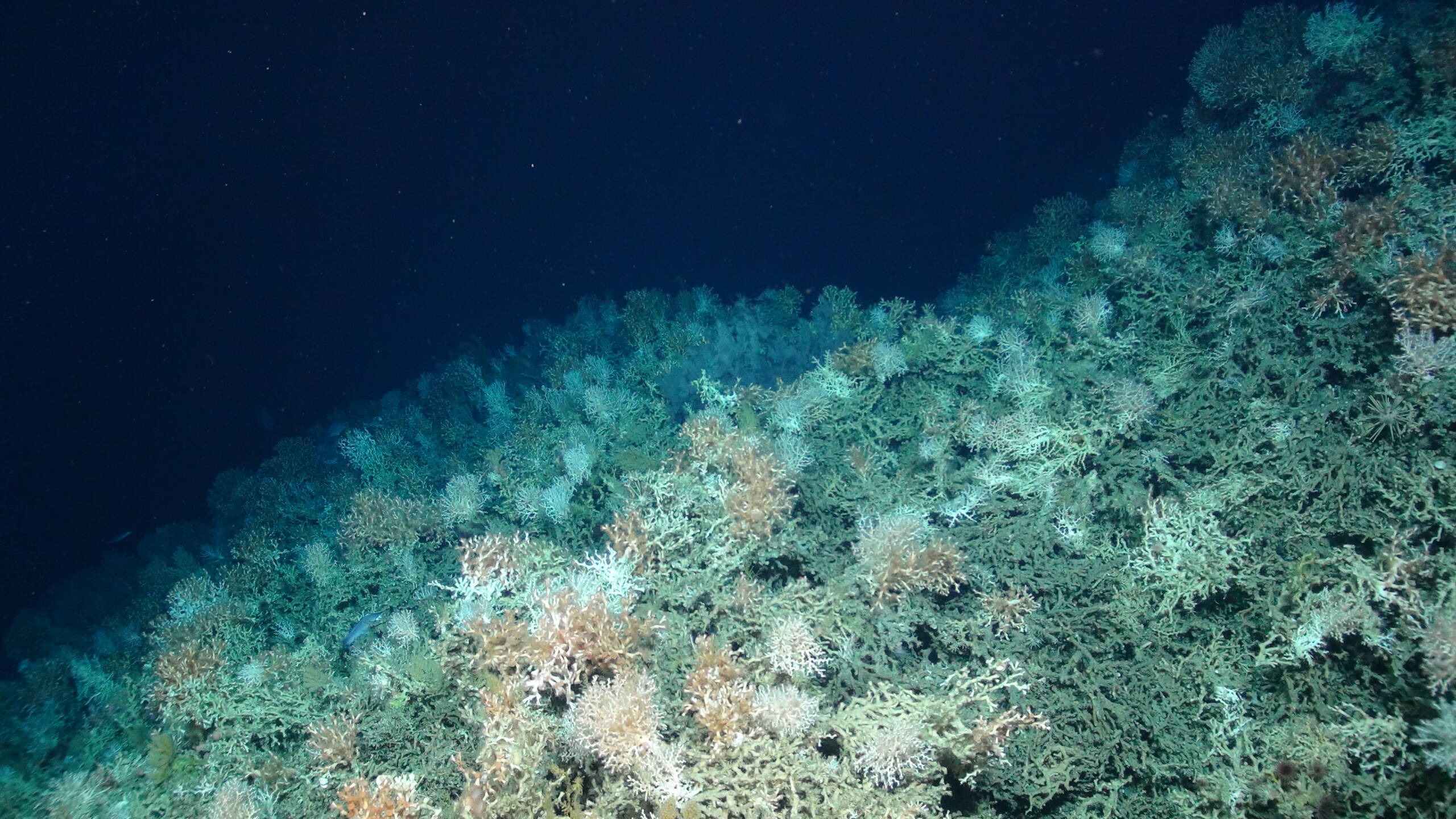 coral reef expanse