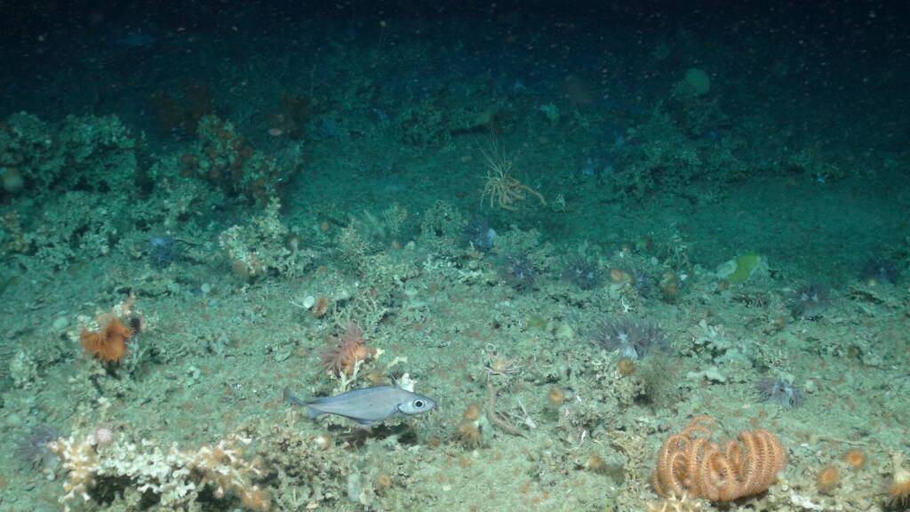 Biologically diverse community - Credit: Image courtesy of RRS James Cook, Cruise No. JC136