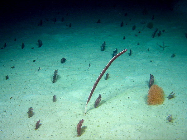 seapen field Image courtesy of SeaRover, Marine Institute, Ireland